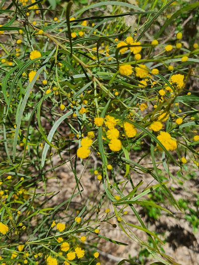 Acacia dentifera, photographed by Cal Wood