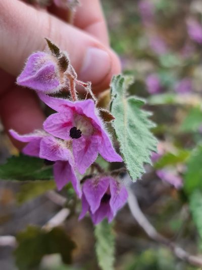 Thomasia macrocarpa, photographed by Cal Wood