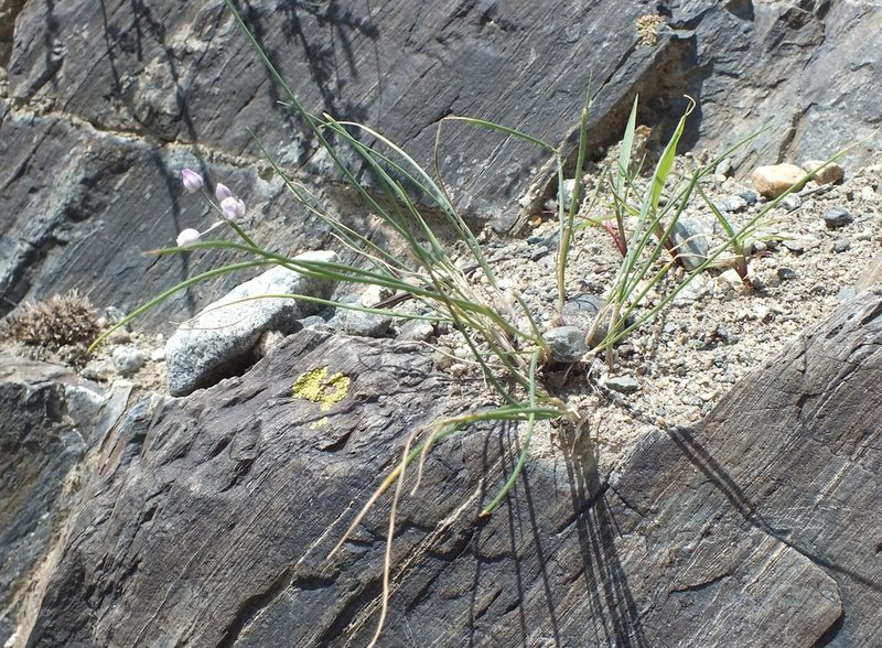 Allium vodopjanovae, photographed by Татьяна Фирсова