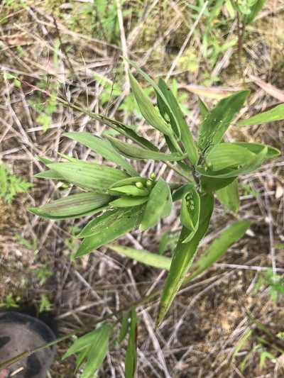 Dichanthelium ravenelii, photographed by John Kees