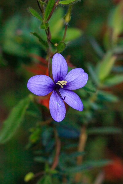 Cheiranthera preissiana, photographed by Cal Wood
