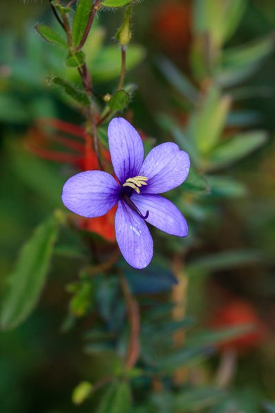 Cheiranthera preissiana, photographed by Cal Wood