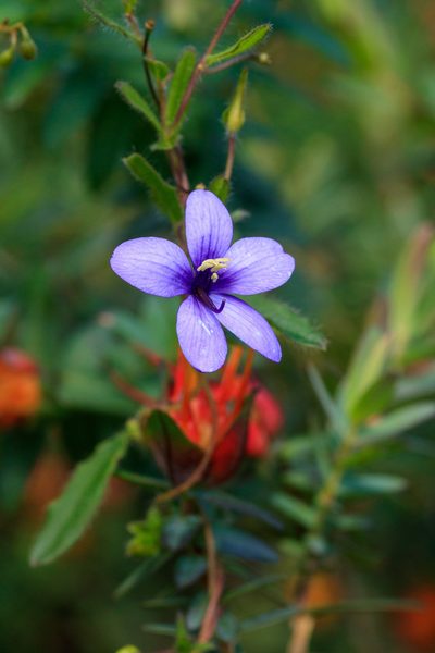 Cheiranthera preissiana, photographed by Cal Wood