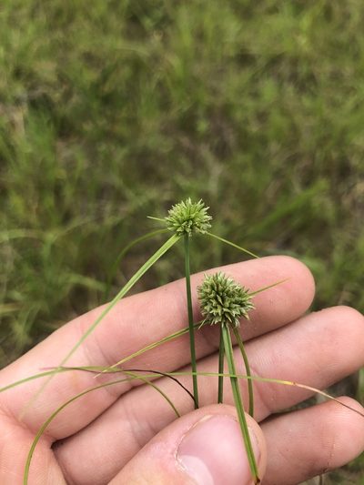 Cyperus filiculmis, photographed by John Kees