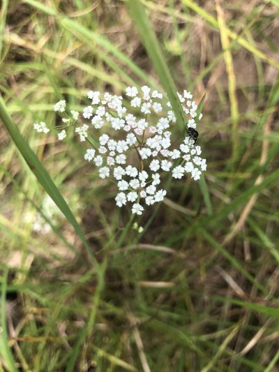 Ptilimnium nuttallii, photographed by John Kees