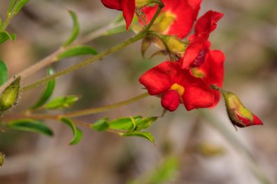 Chorizema dicksonii, photographed by Cal Wood