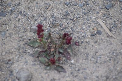 Blitum capitatum, photographed by Syd Cannings