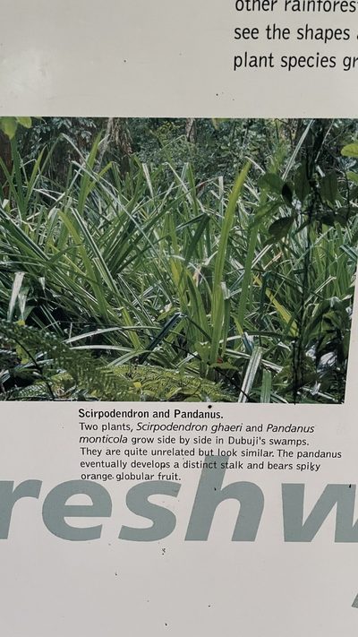 Scirpodendron ghaeri, photographed by Oliver S.