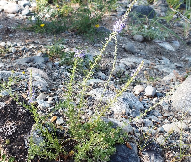 Veronica pinnata, photographed by Татьяна Фирсова