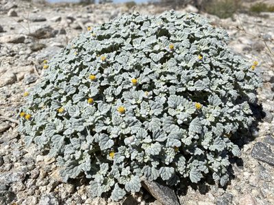 Psathyrotes ramosissima, photographed by Daniel McNair