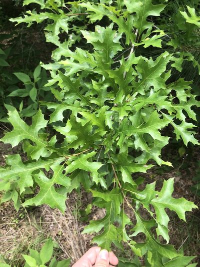Quercus texana, photographed by John Kees
