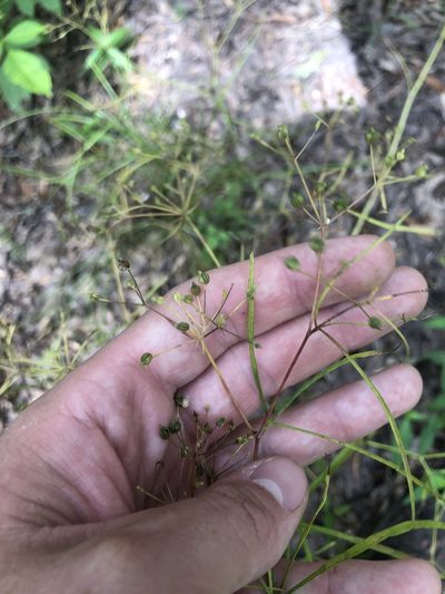 Cynosciadium digitatum, photographed by John Kees