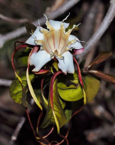 Strophanthus petersianus, photographed by i_c_riddell