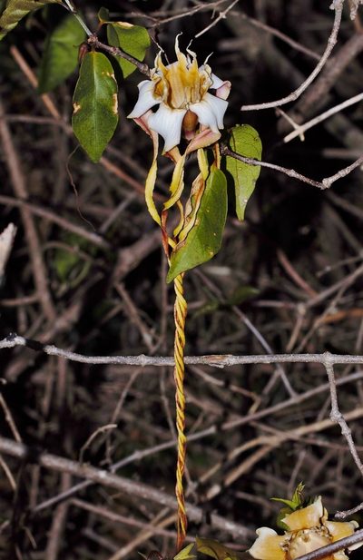 Strophanthus petersianus, photographed by i_c_riddell