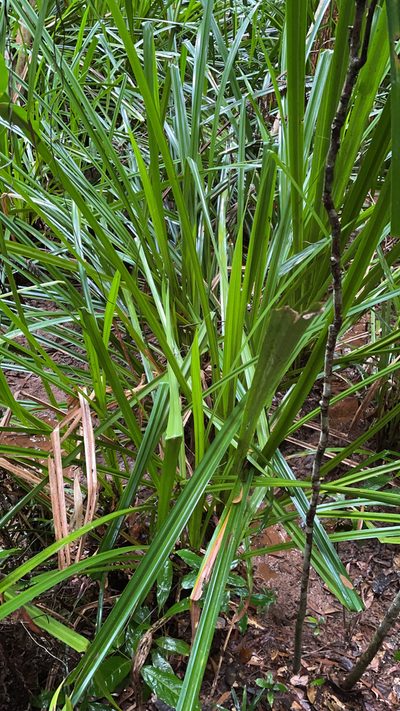 Scirpodendron ghaeri, photographed by Oliver S.