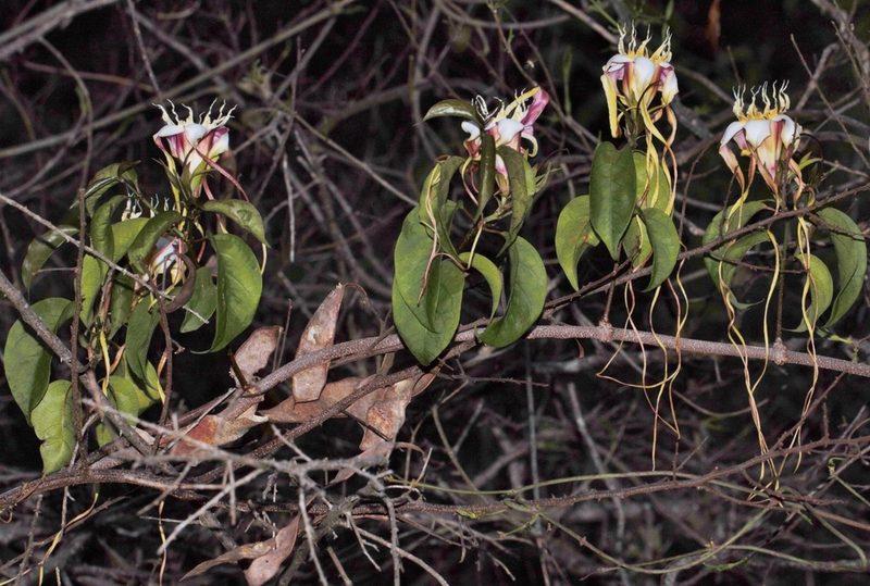 Strophanthus petersianus, photographed by i_c_riddell