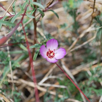 Clarkia franciscana, photographed by Andy Kleinhesselink