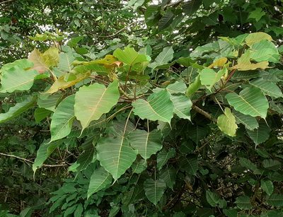 Ficus arnottiana, photographed by OnePlanet