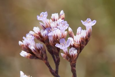 Limonium californicum, photographed by Ken-ichi Ueda