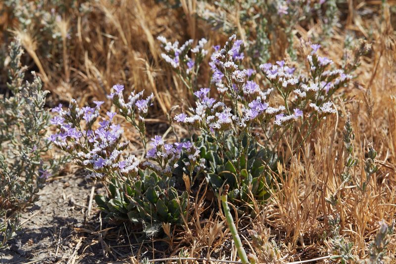 Limonium ramosissimum, photographed by Ken-ichi Ueda