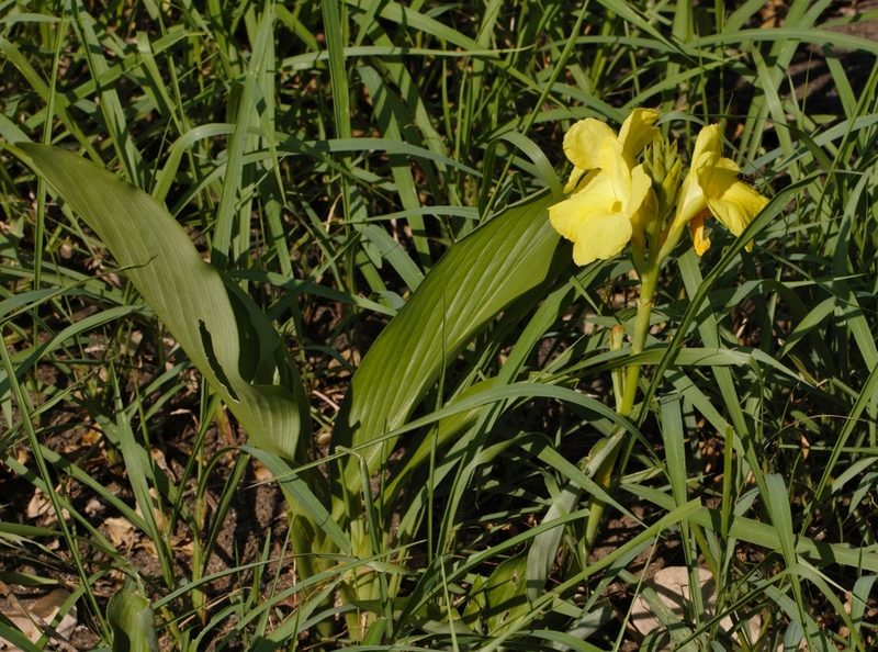 Siphonochilus kirkii, photographed by i_c_riddell