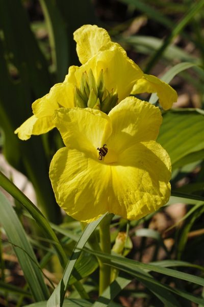 Siphonochilus kirkii, photographed by i_c_riddell