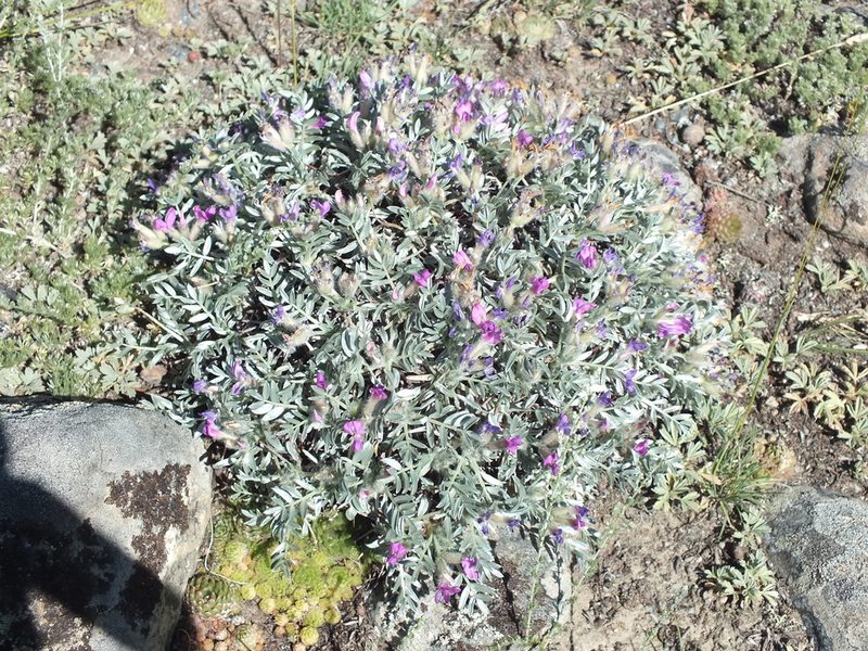 Oxytropis tragacanthoides, photographed by Татьяна Фирсова
