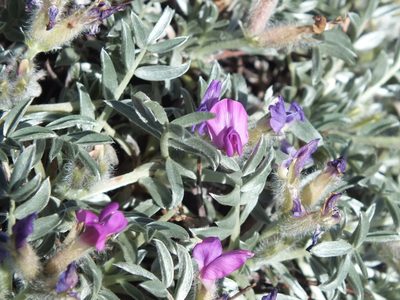 Oxytropis tragacanthoides, photographed by Татьяна Фирсова