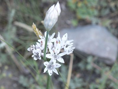 Allium ramosum, photographed by Татьяна Фирсова