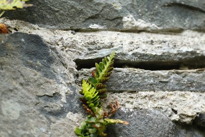 Asplenium marinum, photographed by Jerry Lanfear