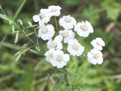 Achillea impatiens, photographed by Татьяна Фирсова