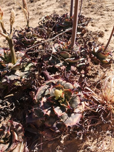 Aloe grandidentata, photographed by Ricus Nel