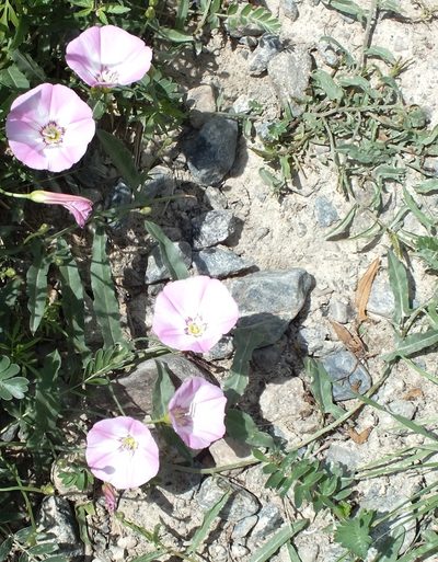 Convolvulus chinensis, photographed by Татьяна Фирсова