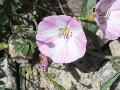 Convolvulus chinensis, photographed by Татьяна Фирсова
