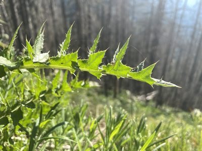 Cirsium edule, photographed by Jeff Bartlett