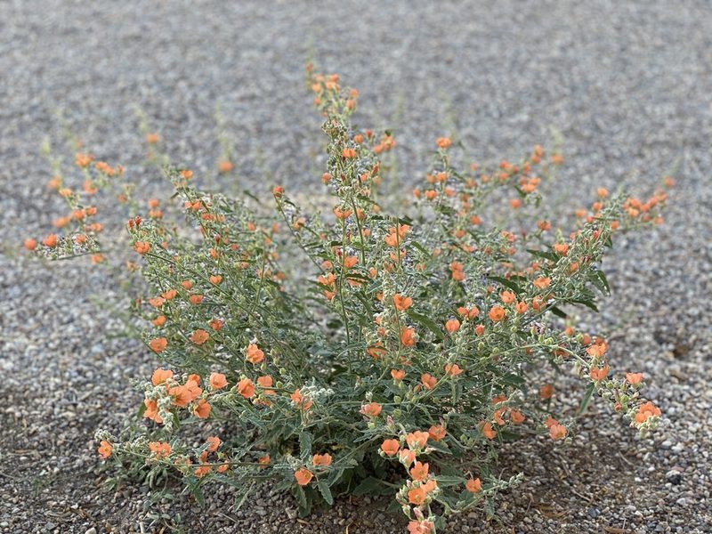 Sphaeralcea emoryi, photographed by Daniel McNair