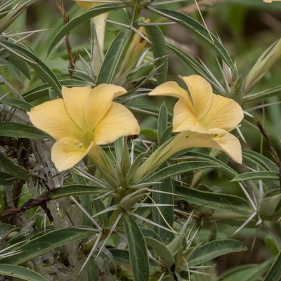 Barleria cuspidata, photographed by Paulmathi Vinod