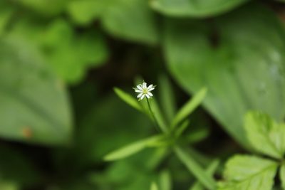 Stellaria longifolia, photographed by nina_nesterova