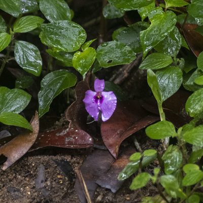 Impatiens cordata, photographed by Paulmathi Vinod