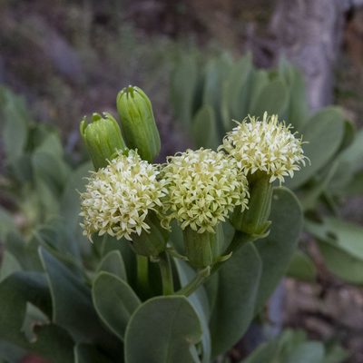 Kleinia grandiflora, photographed by Paulmathi Vinod