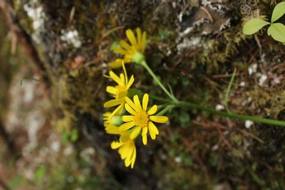 Tephroseris integrifolia, photographed by nina_nesterova