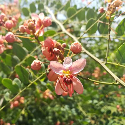 Cassia roxburghii, photographed by Paulmathi Vinod