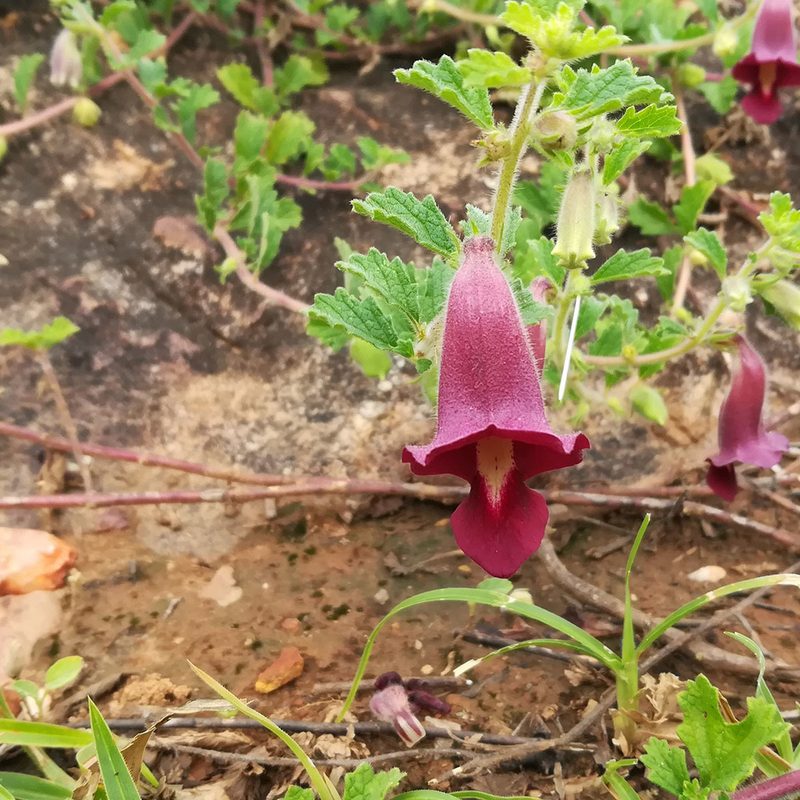 Sesamum prostratum, photographed by Paulmathi Vinod