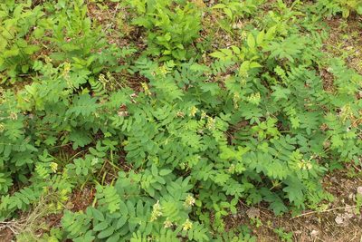 Astragalus frigidus, photographed by nina_nesterova