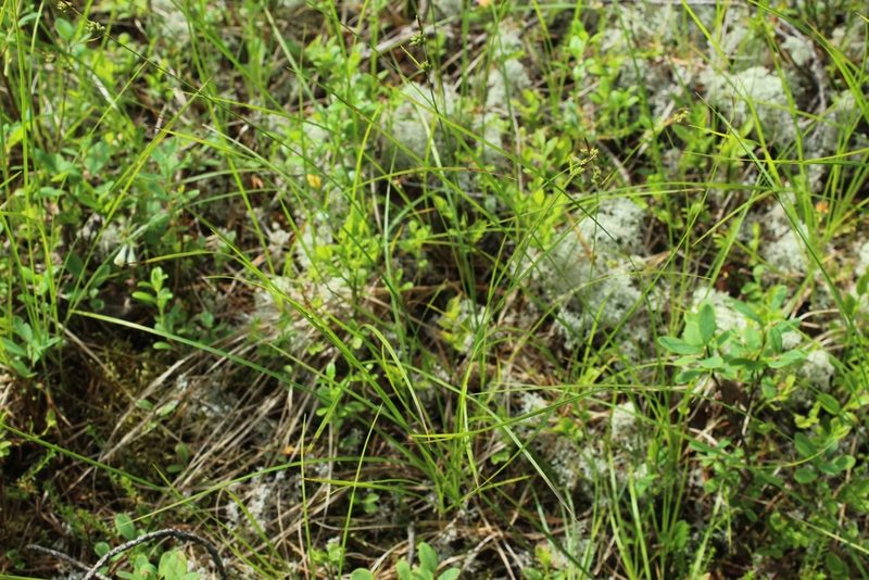 Carex globularis, photographed by nina_nesterova