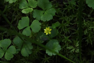 Ranunculus lapponicus, photographed by nina_nesterova