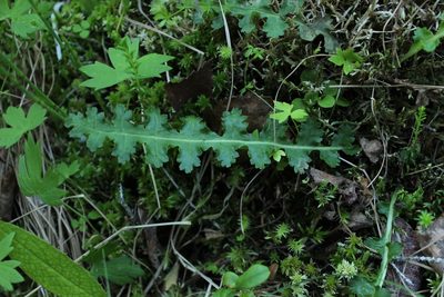 Pedicularis sceptrum-carolinum, photographed by nina_nesterova