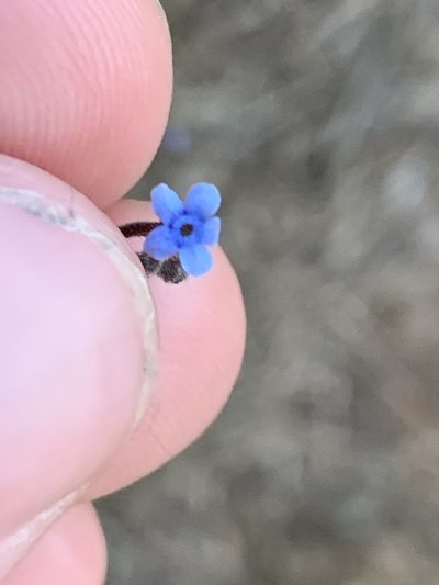 Cynoglossum australe, photographed by Guy Taseski