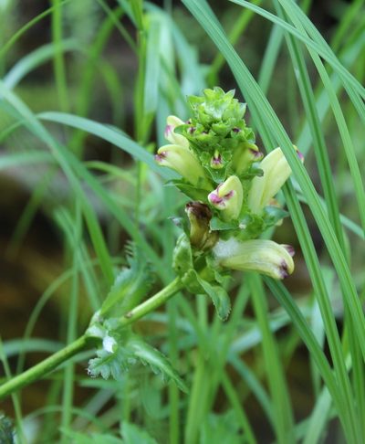 Pedicularis sceptrum-carolinum, photographed by nina_nesterova
