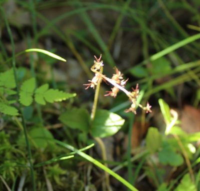 Neottia cordata, photographed by nina_nesterova